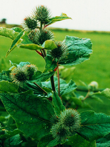 Greater Burdock